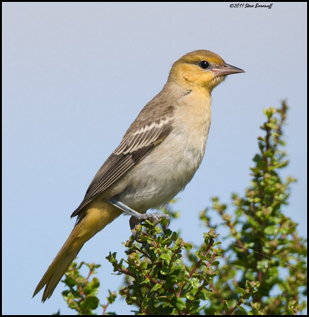 _1SB6623 juvenile male bullocks oriole.jpg